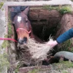 Heartwarming Rescue: Meet Angel, the Horse Pulled from a Kendal Slurry Pit!