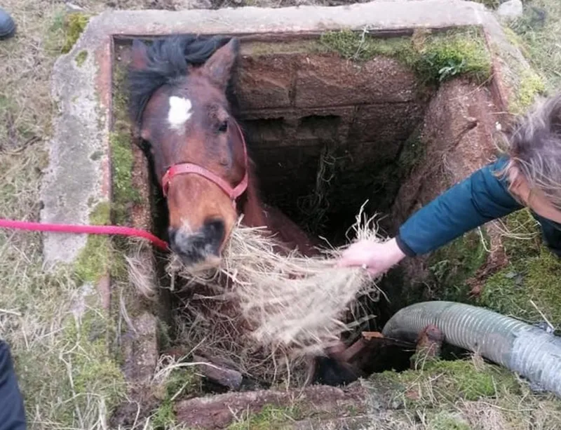 Heartwarming Rescue: Meet Angel, the Horse Pulled from a Kendal Slurry Pit!