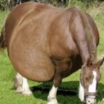 Shocking: Horse Defies Nature, Vet Calls Authorities After Ultrasound!