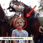 You Won’t Believe What This Dad Captured in Front of a Horse! Shocking Moment Caught on Camera!