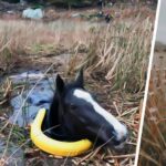 Man’s Incredible Rescue of Trapped Wild Horse Ends with Unbelievable Gesture of Gratitude!