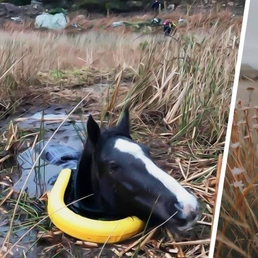 Man’s Incredible Rescue of Trapped Wild Horse Ends with Unbelievable Gesture of Gratitude!