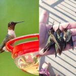 Is Your Hummingbird Feeder a Death Trap? Unclean Feeders Can Be Fatal!