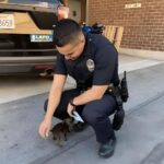 You Won’t Believe What This Stray Puppy Did to Get Adopted by a Police Officer!