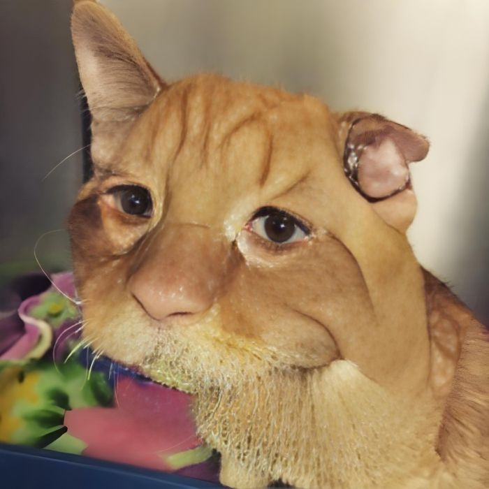 You Won’t Believe How This Sad, Unhappy Cat Transformed After Adoption—It’s Heartwarming!