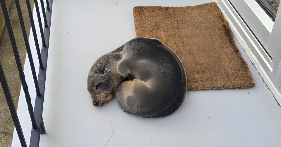 You Won’t Believe What This Family Found Napping on Their Porch – It’s Adorable!