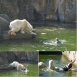 Shocking Incident: Woman Mauled by Polar Bear After Jumping Into Berlin Zoo Enclosure!