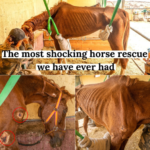 The most difficult rescue horse we ever had. Dory’s full Story. Tenerife Horse Rescue