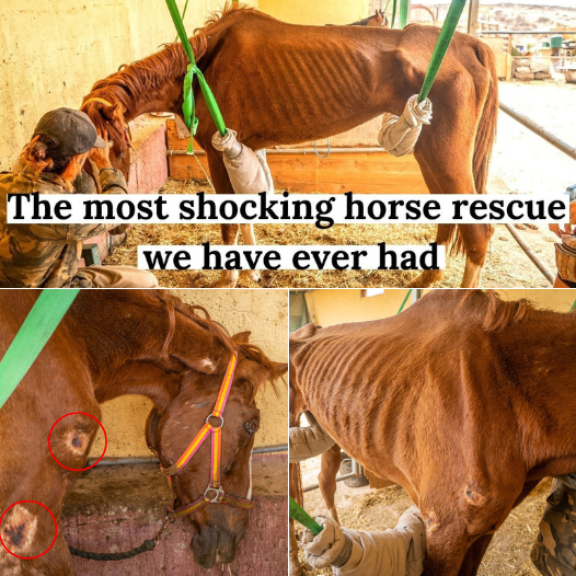 The most difficult rescue horse we ever had. Dory’s full Story. Tenerife Horse Rescue