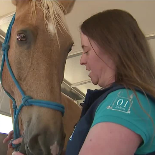 Uber for Horses? Colorado Horse Rescue’s New App Revolutionizes Emergency Animal Transport!