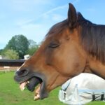 You’ll Never Guess Why This Horse Started Gagging – The Shocking Truth Revealed!