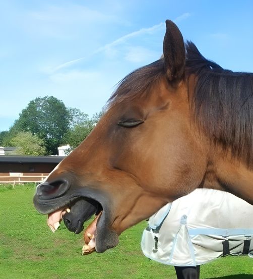 You’ll Never Guess Why This Horse Started Gagging – The Shocking Truth Revealed!