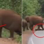 They blocked off the road after realizing what this elephant was carrying with its trunk