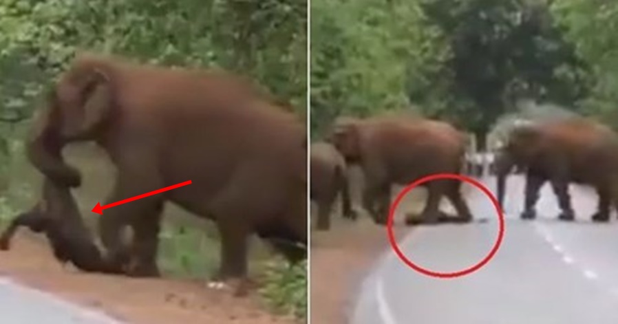 They blocked off the road after realizing what this elephant was carrying with its trunk