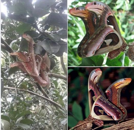 A sight of wrathful ‘snakes’ have been seen hiding in a trees, yet appearances can be deceiving.