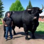 You Won’t Believe What I Spent $6,500 On – Meet My New Black Angus Bull!