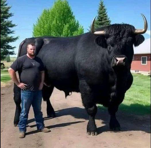 You Won’t Believe What I Spent $6,500 On – Meet My New Black Angus Bull!