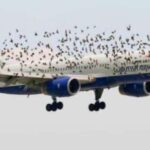 The pilot’s emotional reaction when he discovered why birds were flying alongside the plane.