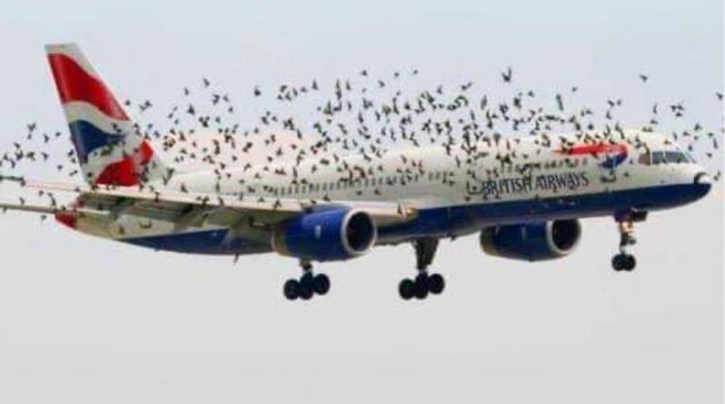 The pilot’s emotional reaction when he discovered why birds were flying alongside the plane.