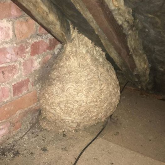 Man Discovers ‘Hornets’ Nest in Attic – His Heart Stops When He Sees the Truth Inside