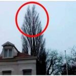 Caught on Camera: What Appeared at 0:18 While Filming a Tree Will Amaze You!