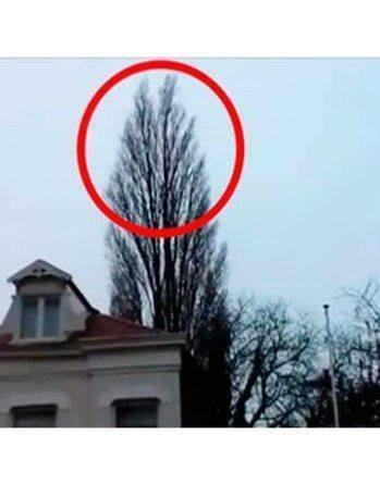 Caught on Camera: What Appeared at 0:18 While Filming a Tree Will Amaze You!