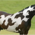 Only Those With High IQs Will Spot The Second Horse in This Head Scratching Optical Illusion