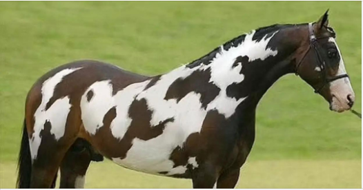 Only Those With High IQs Will Spot The Second Horse in This Head Scratching Optical Illusion