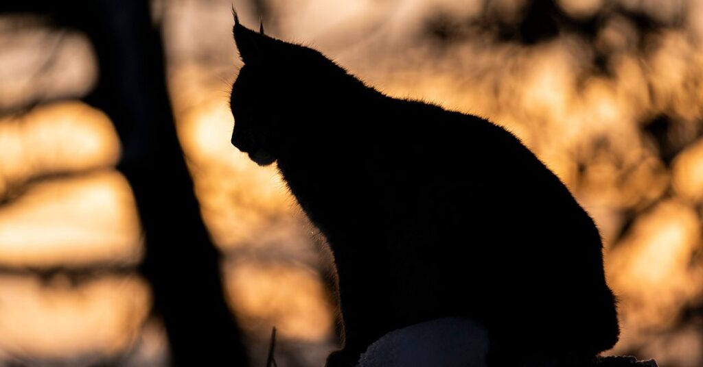 Black Canada Lynx Caught On Camera For The First Time And People Can’t Believe It