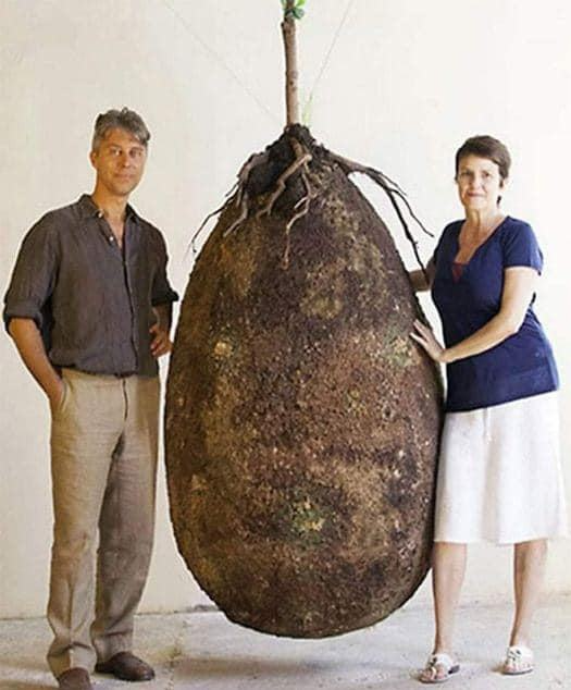 Goodbye to funeral with a coffin. In the future, this organic bag will turn a person into a tree when they leave this world.