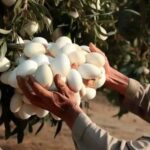 She was surprised to learn what she had been seeing after discovering some white eggs hanging from a tree.