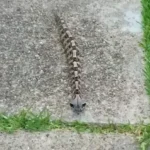 Unveiling the enigmatic Gaboon Viper: Nature’s master of camouflage and lethal precision