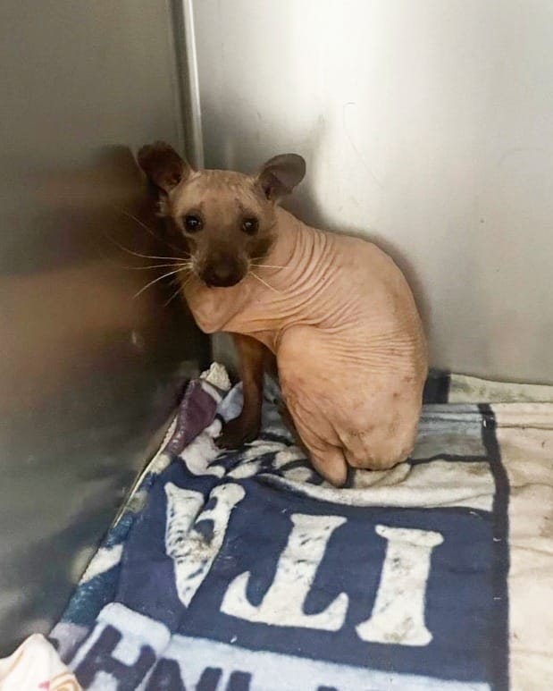 Animal rescued from the cold looks like a hairless cat — you’ll never guess what it really is