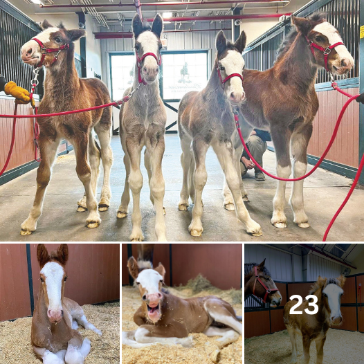 At warm springs ranch, four new budweiser clydesdales were born.