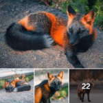 Unique Orange and Black ‘Fire-Fox’ Poses for Friendly Photographer