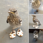 Little Injured Bird Receives Tiny ‘Snowshoes’ And Gets Back On Her Feet