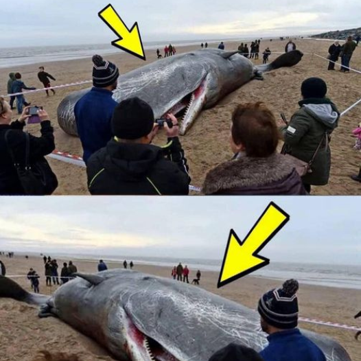 What They Found in the Stomach of This Sperm Whale Shocked the Entire World! It’s Hard to Believe!