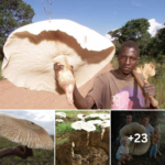 Discover Fascinating Trivia About the World’s Largest Edible Mushrooms, Coexisting Harmoniously with Termites