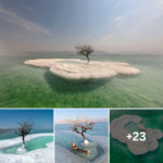 “Tree of Life” Grows on Salt Island in the Middle of the Dead Sea