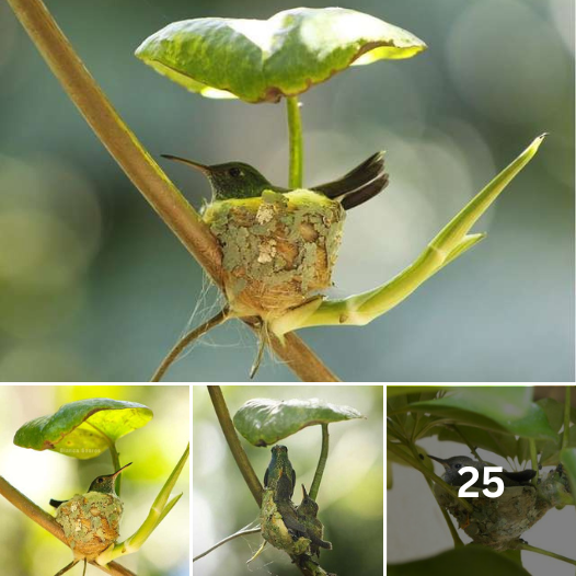 Clever Little Hummingbird Builds a Home With a Roof