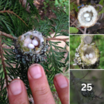 Hummingbird Nests are as Small as a Thimble, Be Careful Not to Prune Them