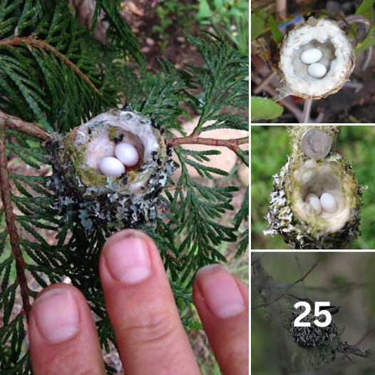 Hummingbird Nests are as Small as a Thimble, Be Careful Not to Prune Them