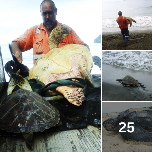 This Hero Takes Live Turtles From Fish Markets And Drives Them Back To The Ocean