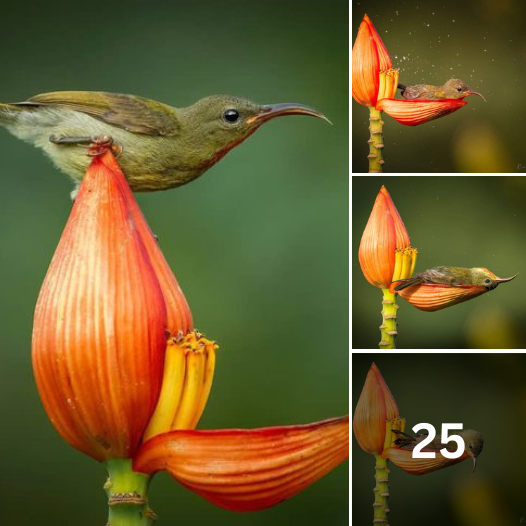 Tiniest Bird Uses A Flower Petal As Her Bathtub