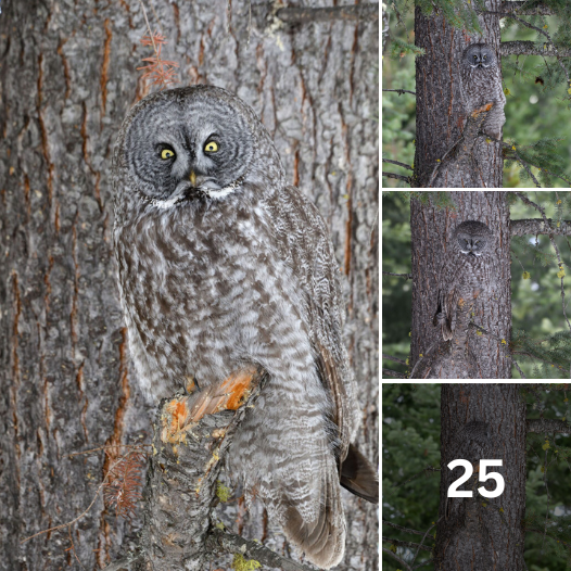 Photographer Spots Stunning Great Grey Owl Blending Perfectly Into a Tree