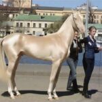 Meet the horse that looks like it’s been dipped in gold – and is called “the world’s most beautiful”