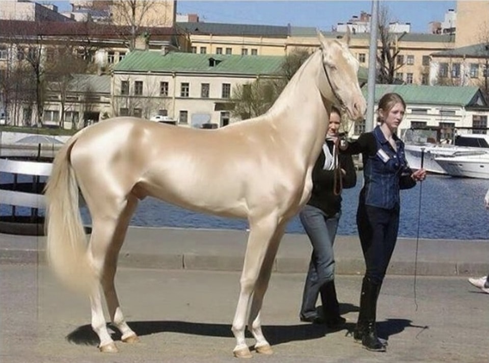 Meet the horse that looks like it’s been dipped in gold – and is called “the world’s most beautiful”