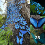 The Wondrous Mutant Butterfly That Can Change Colors at Will and Glows Continuously for 48 Hours to Attract a Mate