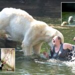 A 32-year-old woman was attacked by a polar bear after she jumped into their enclosure at the Berlin Zoo.