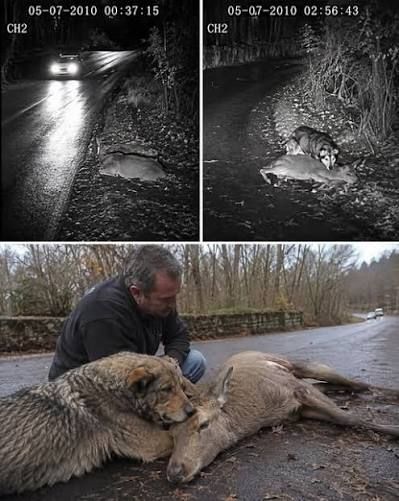 Stray dog comforts injured deer on roadside
